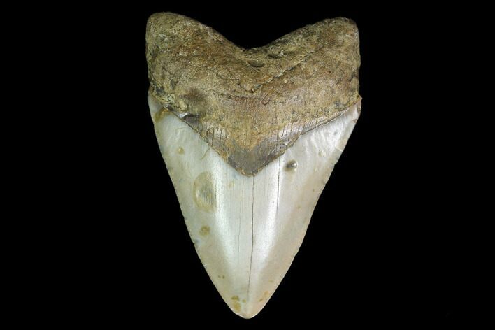 3.47" Fossil Megalodon Tooth - North Carolina